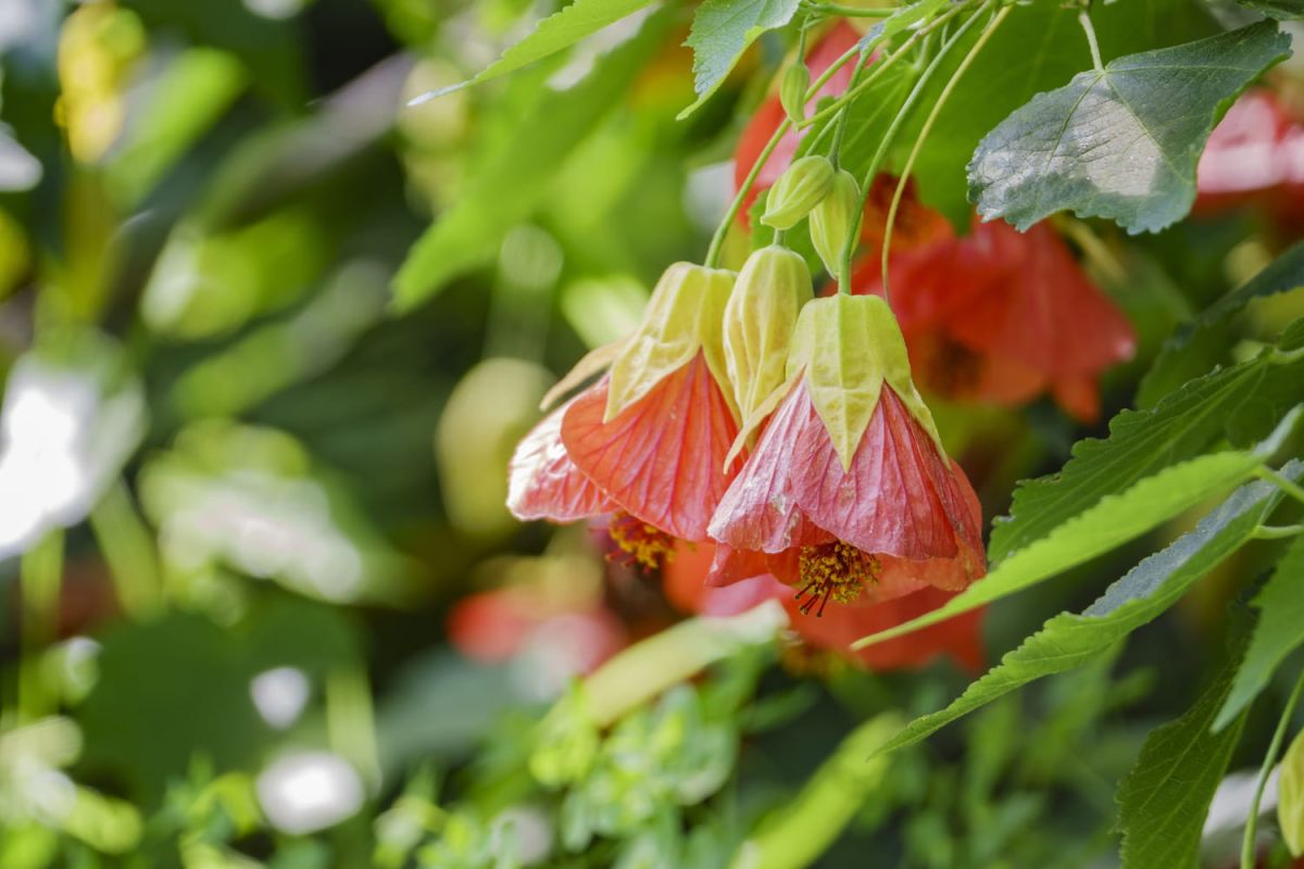 L'abutilon : la dominatrice des jardins et balcons