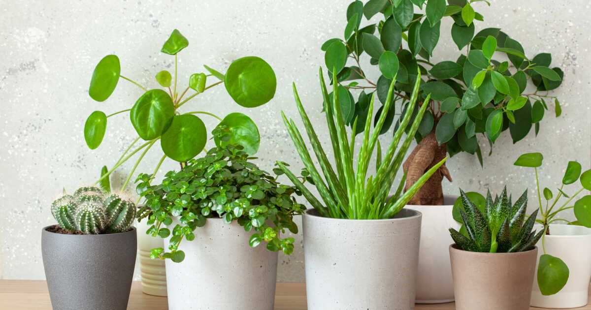 Des plantes d'intérieur qui égayent votre espace sans tracas