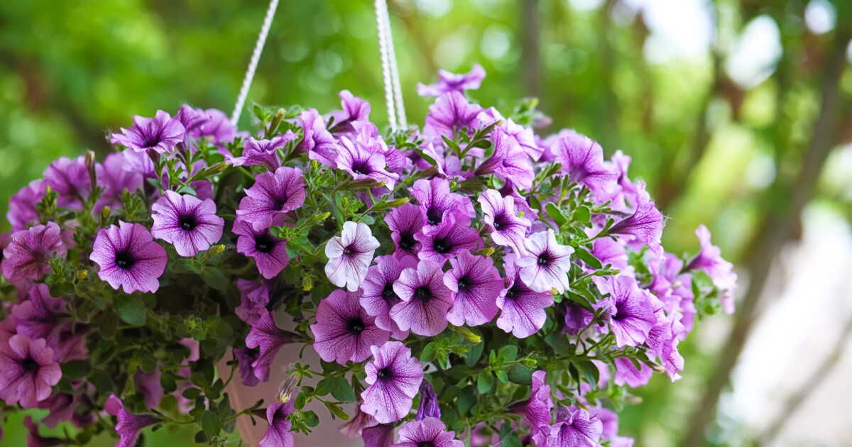 Les pétunias retombants : un choix florissant pour vos jardins