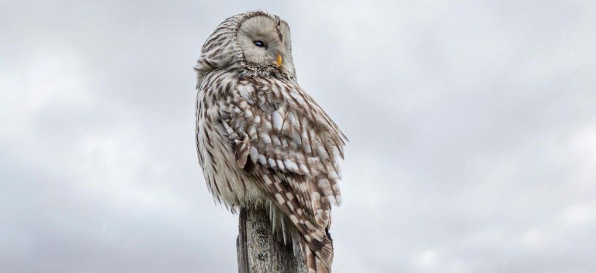 Un centre de soins pour animaux sauvages en difficulté cherche le soutien des communes de l'Oise