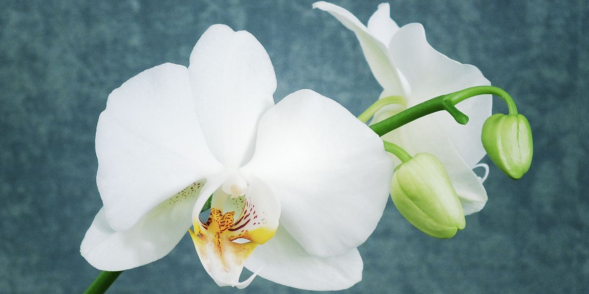 Les Orchidées Phalaenopsis : Beauté et Culture