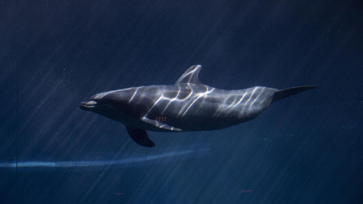 Un sanctuaire marin pour dauphins en Italie : un futur prometteur