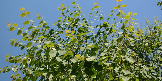 L'arbre caramel : un trésor pour l'ombre et l'esthétique