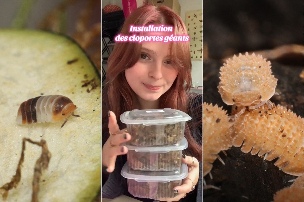Des animaux sous-estimés : l'étonnant monde des cloportes de compagnie