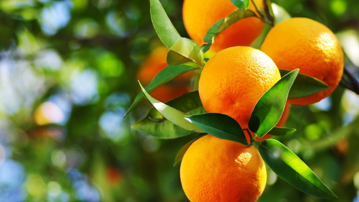 Pourquoi votre clémentinier s'assèche et comment y remédier ?