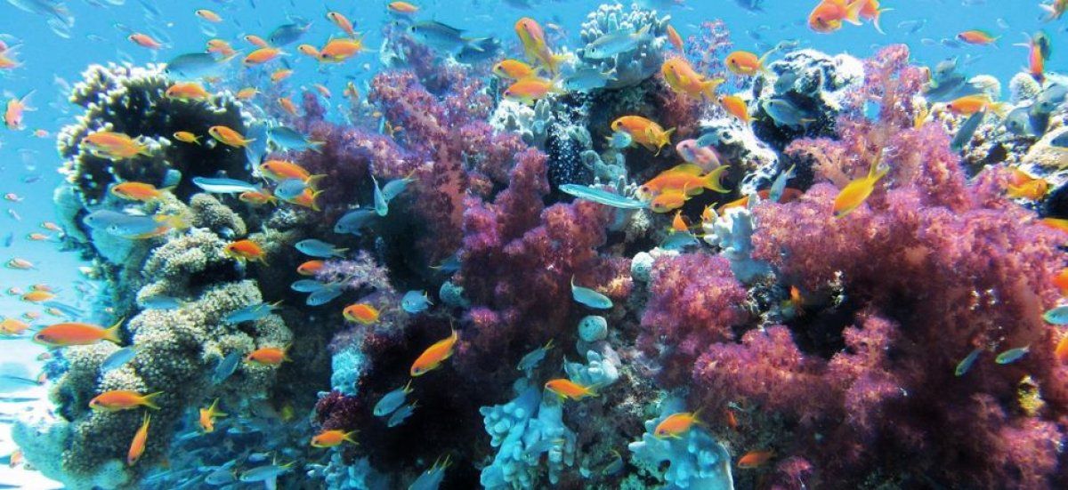 Une découverte inédite de coraux méditerranéens dans les Alpes-Maritimes