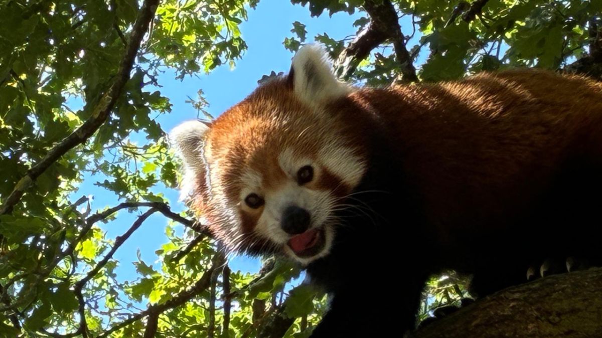 La triste disparition de Pipa, la femelle panda roux de la Haute-Touche