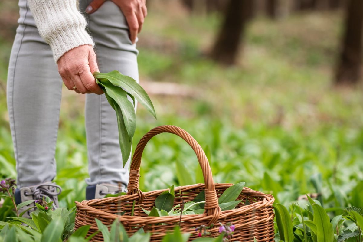 La cueillette d'un printemps risqué : attention aux confusions mortelles