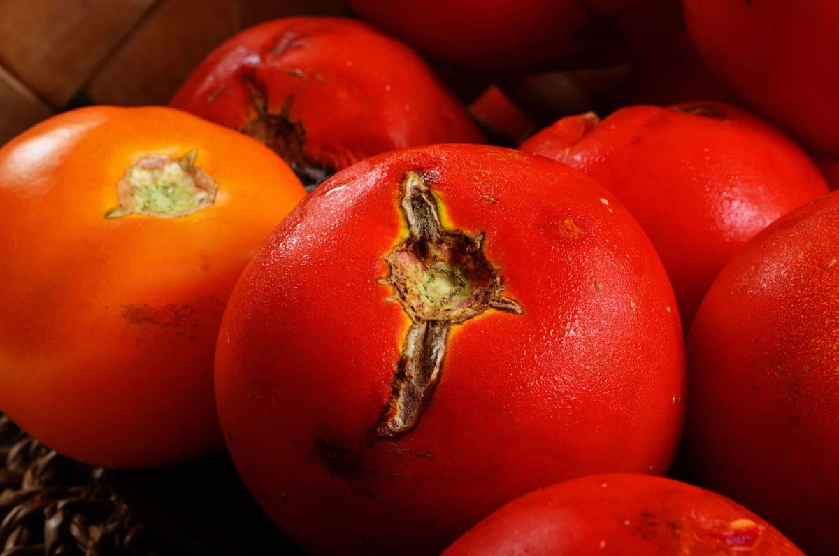 Prévenir la pourriture apicale des tomates : astuces essentielles