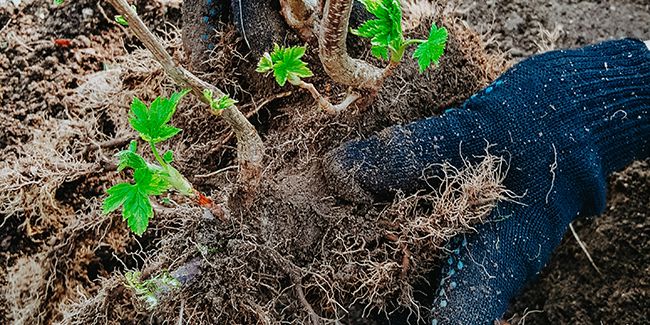 Planter un cassis : le guide essentiel pour débutants et amateurs