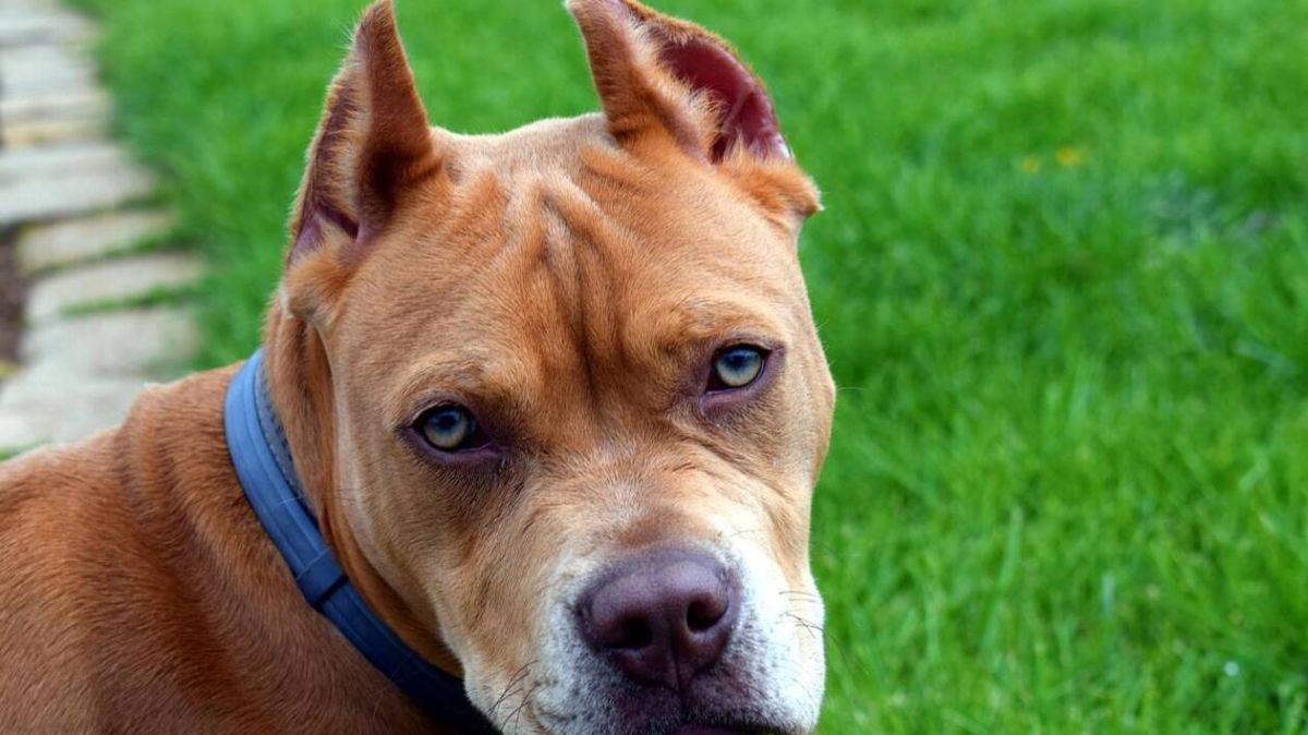 Un drame tragique : un pitbull attaque et tue un enfant de deux ans dans sa nouvelle famille