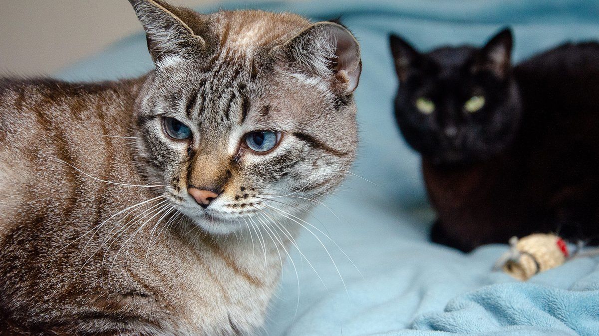 Disparitions inquiétantes : un mystère qui ronge La Cluse-et-Mijoux