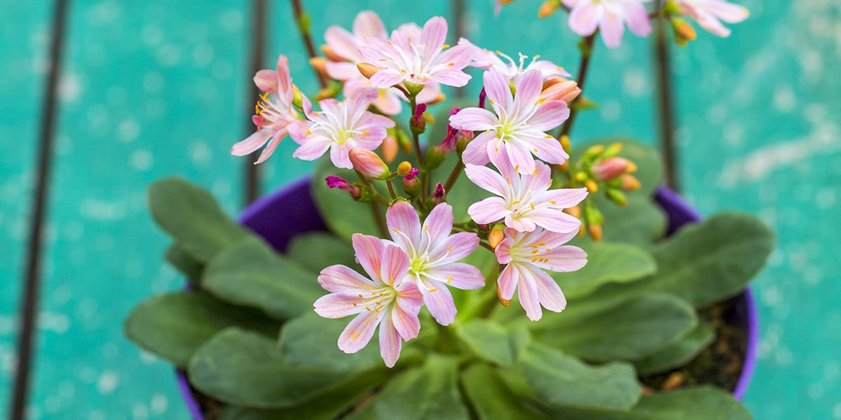 Lewisia : une plante emblématique des montagnes américaines
