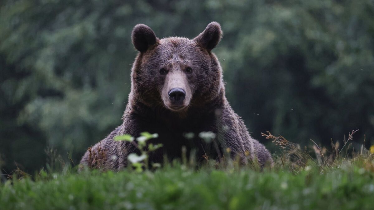 Un ours inattendu perturbe le défilé de Noël à Gatlinburg