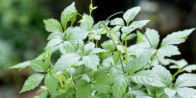 Les trésors du jiaogulan : l'herbe de l'immortalité