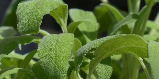La sauge officinale : une plante aux nombreux atouts