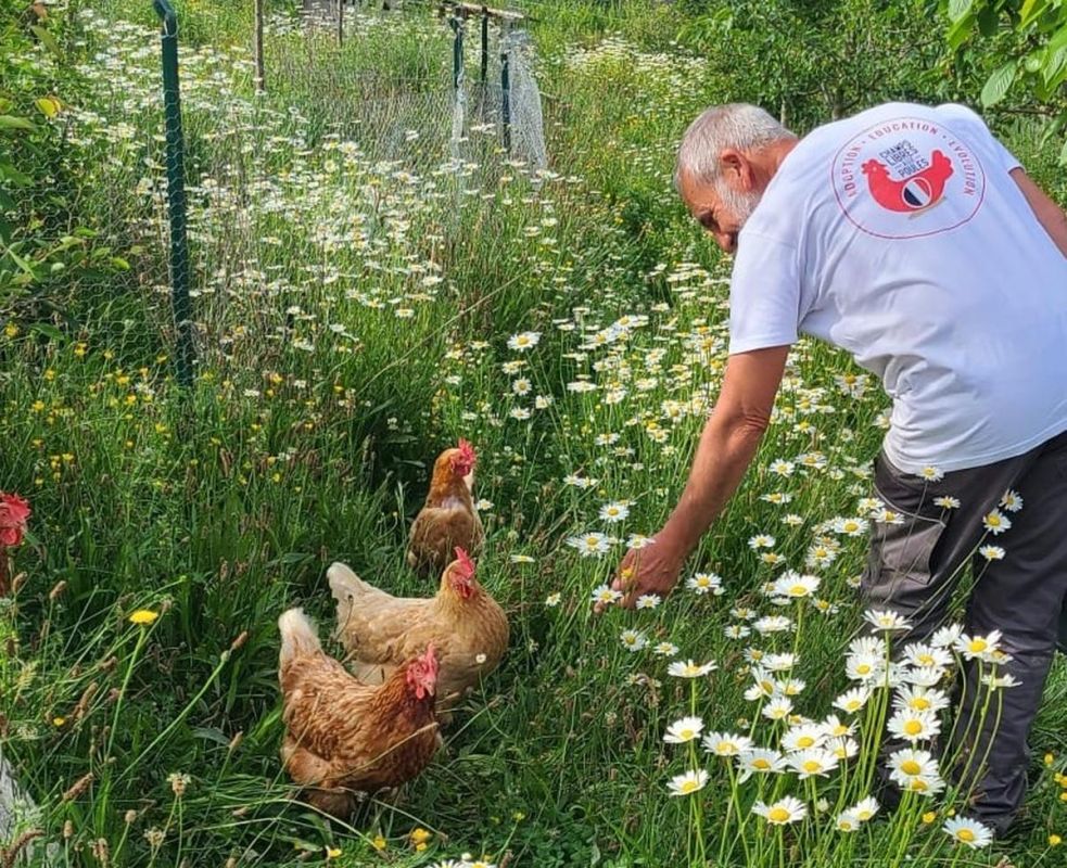 Adoptez des poules pondeuses : une initiative pour les sauver de l'abattoir