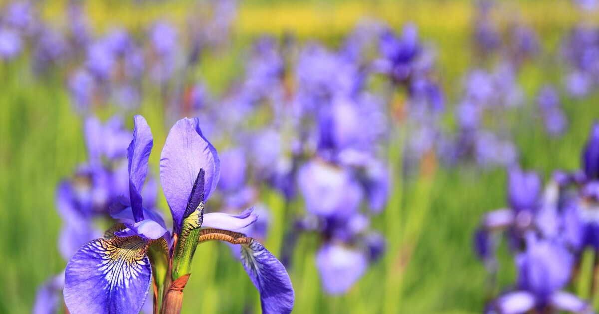 Comment tailler vos iris pour un jardin éclatant