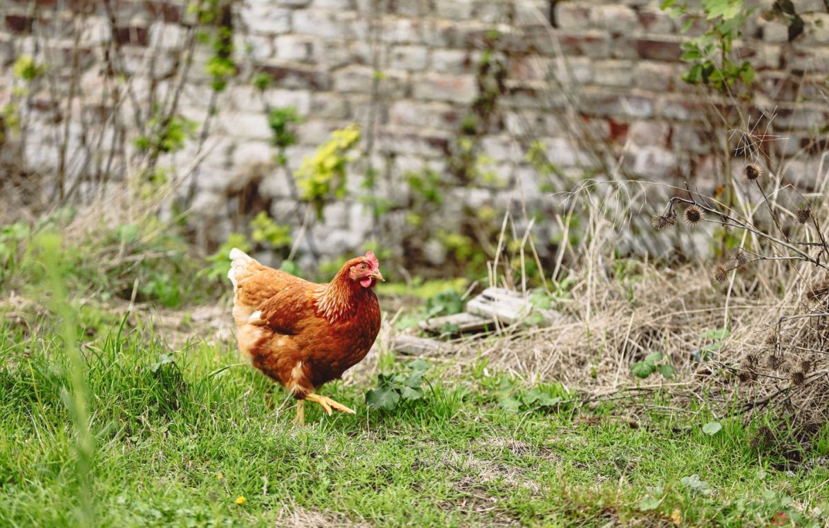 Urgente : 3 000 poules cherchent un foyer pour échapper à l'abattoir