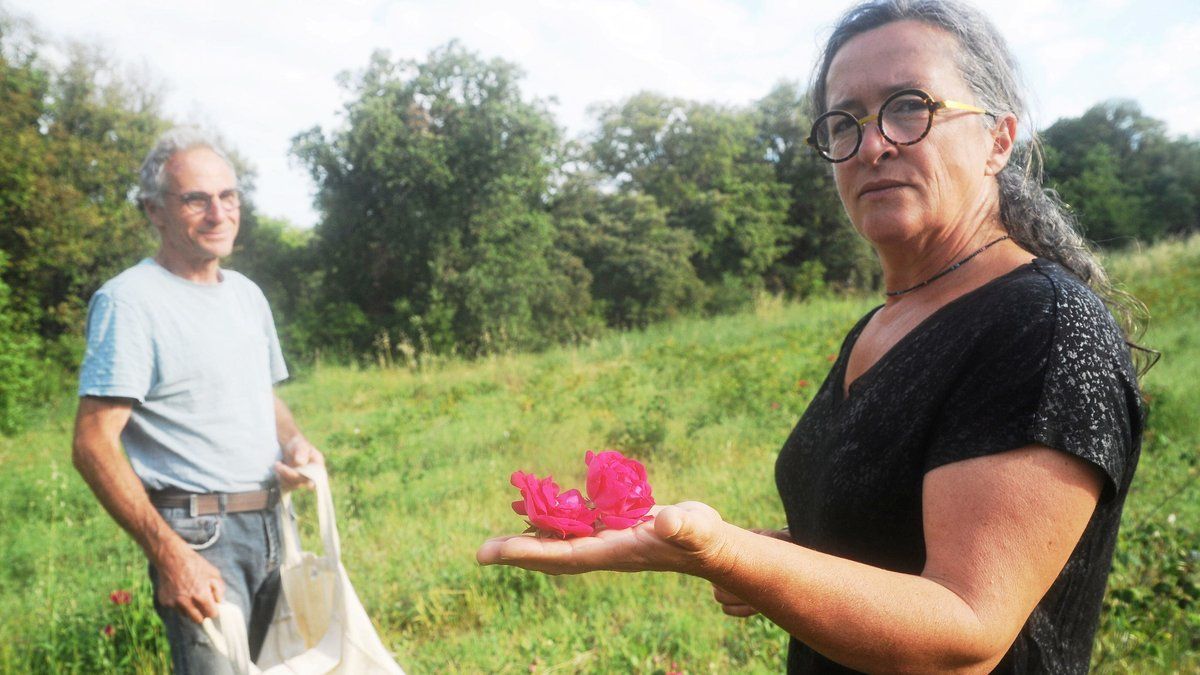 Tempête Benjamin : la désillusion d'une productrice de roses face à son indemnisation dérisoire