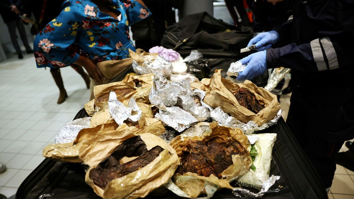 Le trafic d'animaux vivants explose en 2025 : une menace mondiale grandissante