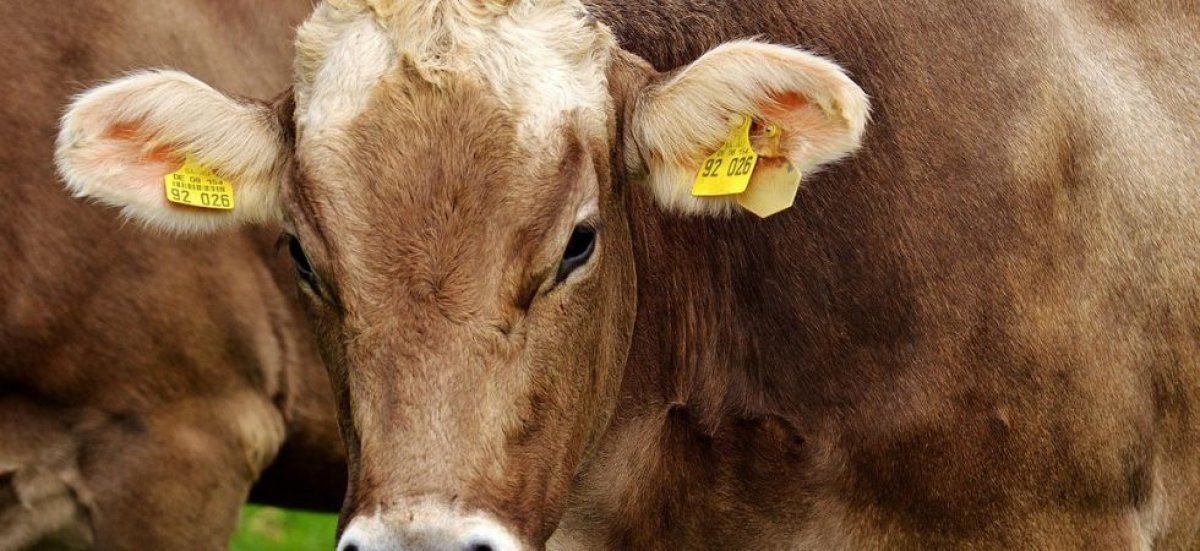 Tensions autour de l'abattage des animaux en raison de la dermatose nodulaire