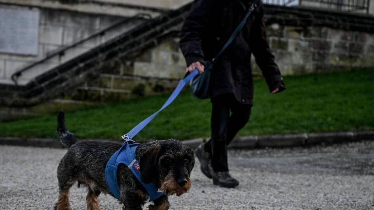 À Saint-Omer, les chiens sous surveillance pour une ville plus propre