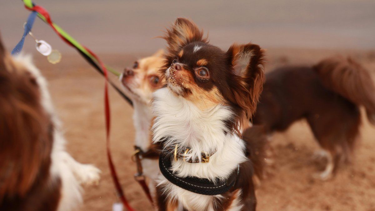 L'horreur des chihuahuas : un mari réduit en esclavage par sa femme