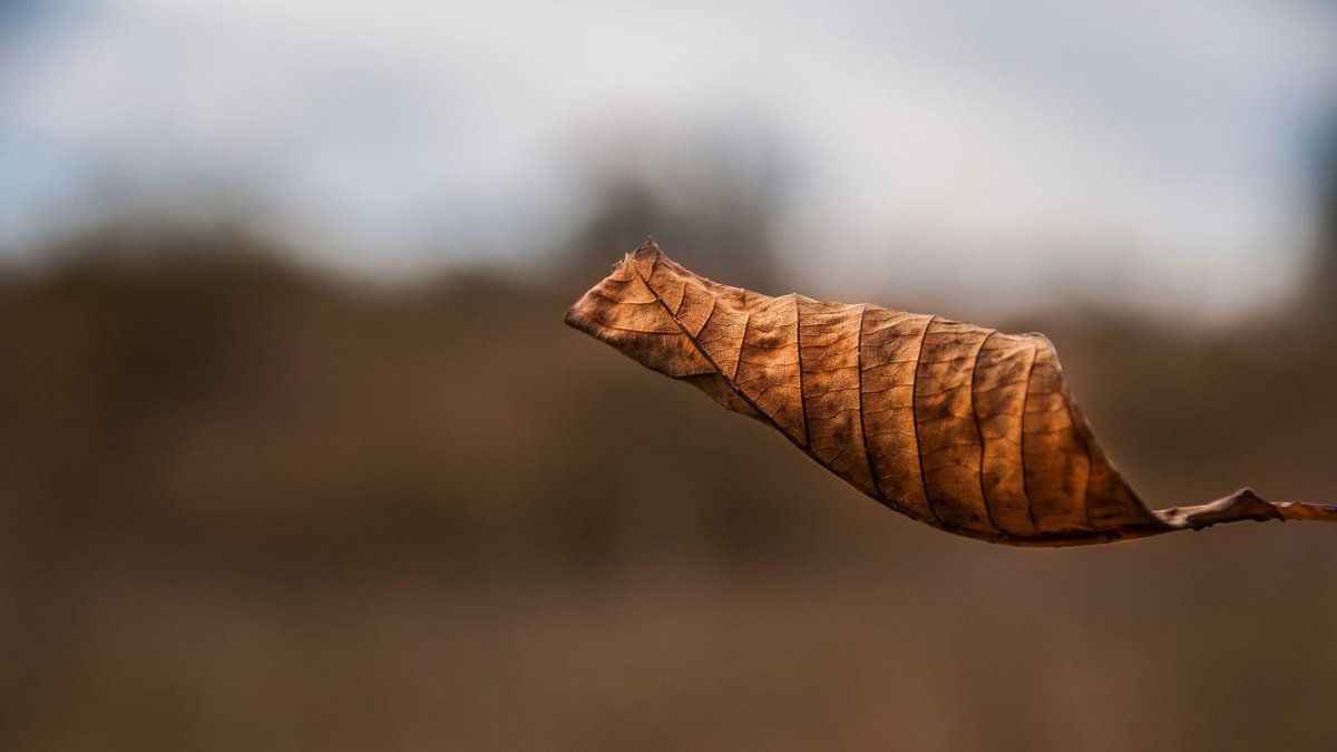 Un retraité condamné pour avoir craché une feuille morte : l'incident qui fait sensation