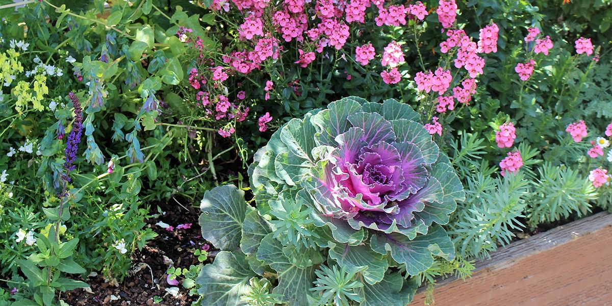 Harmonie entre fleurs et légumes : une tendance au jardin