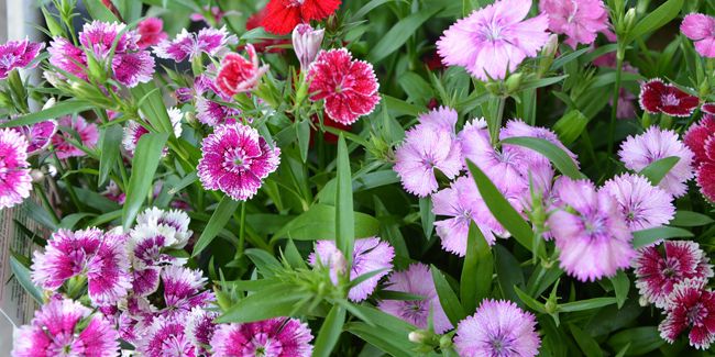 Les œillets : un festival de couleurs pour égayer votre jardin tout l'été