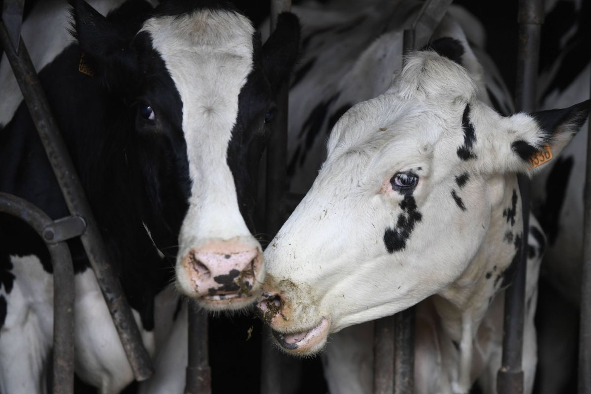 Troisième foyer de dermatose bovine dans l'Aude : dix vaches abattues en urgence