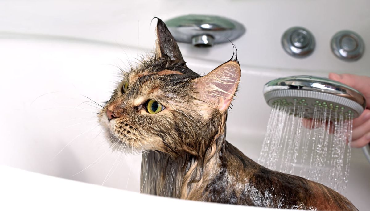 Comment donner un bain à votre chat sans stress