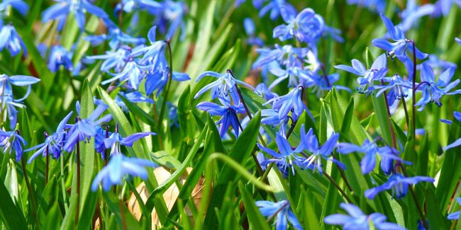 Les scilles : étoiles bleues qui illuminent le jardin printanier