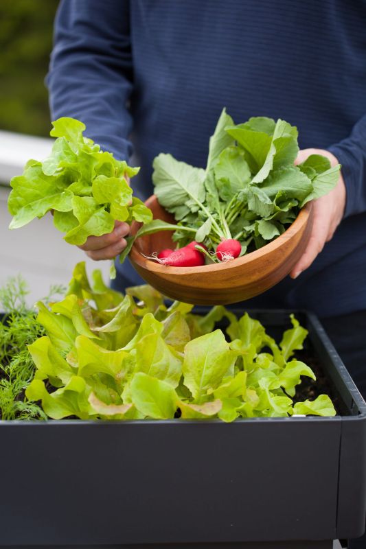 Cultiver un potager sur votre balcon : conseils pour réussir en ville