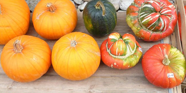 Les secrets pour conserver vos courges et potirons tout l'hiver