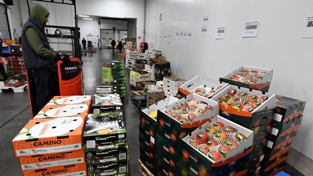 Un tour du monde des fruits exotiques au Min de Nantes : une expérience saisissante