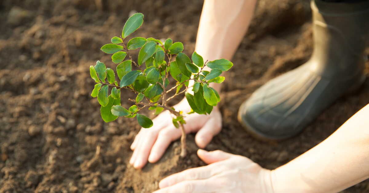 L'art de planter : ce que dit la loi sur les arbres dans votre jardin