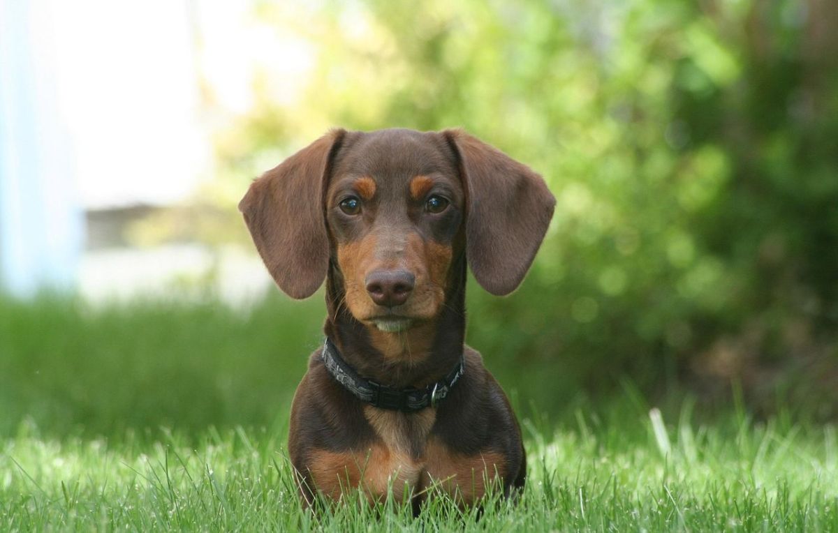 Un chien perdu depuis quatre ans fait un retour inattendu à Sacramento