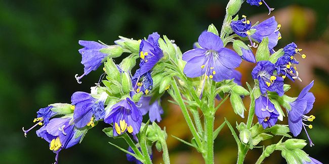 La Valériane grecque : une beauté vivace à découvrir