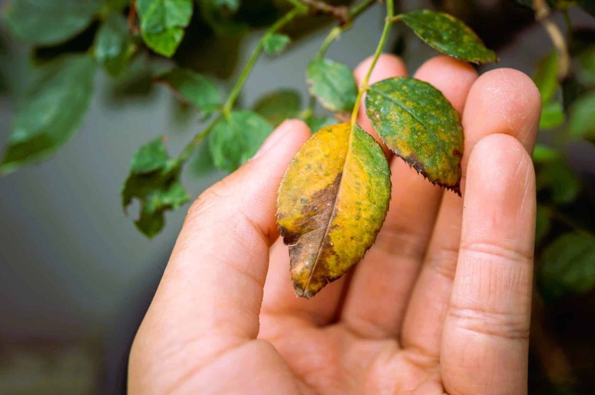 Janvier, le mois clé pour protéger vos plantes des maladies hivernales