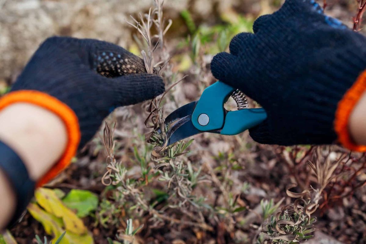 Ravivez votre lavande : 5 gestes essentiels pour un été parfumé