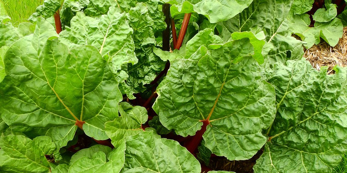 Multiplier la rhubarbe : méthode simple et efficace