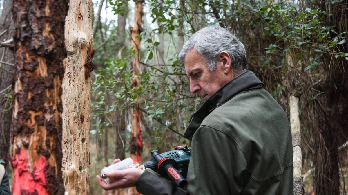 Des milliers d'euros pour les arbres touchés par le nématode du pin
