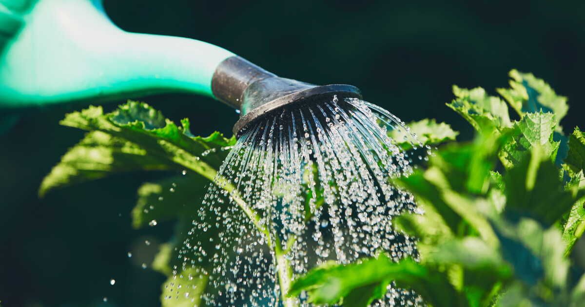 Protégez votre jardin des chaleurs estivales : astuces avant vos vacances