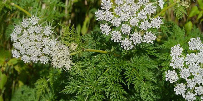 Sélin de Wallich : une ombellifère précieuse pour vos espaces verts
