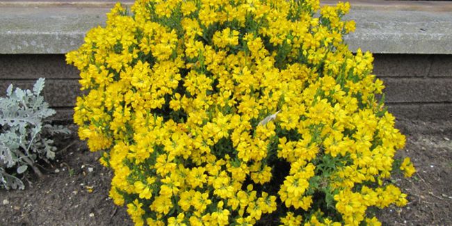 Le genêt nain (Genista hispanica) : une floraison éclatante