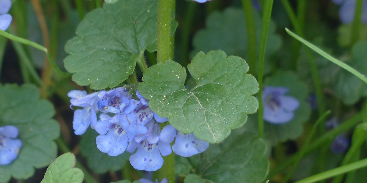 Le lierre terrestre : une plante aux mille facettes