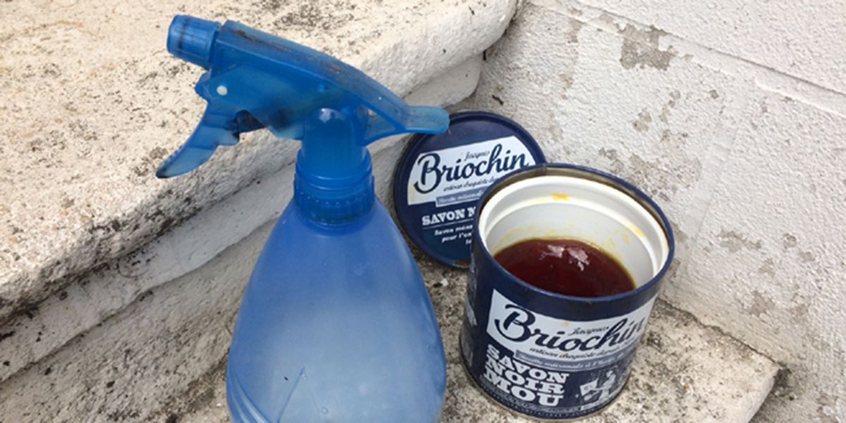 Dites adieu aux pucerons avec cette recette bio infaillible