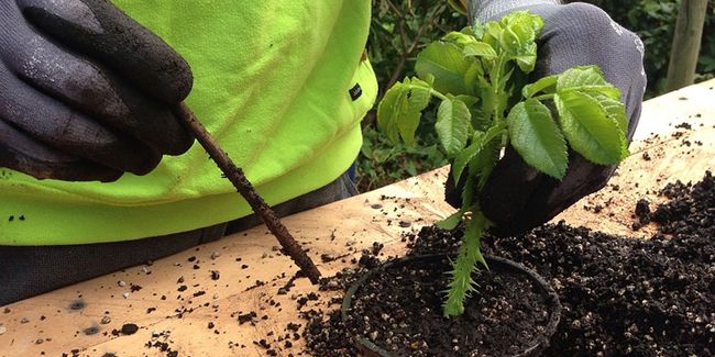 La magie du bouturage : transformez vos plantes en un clin d'œil